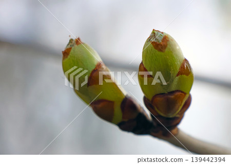 Spring Awakening: Close-Up of Budding Tree Branch Symbolizing Renewal and Growth Spring Awakening: Close-Up of Budding Tree Branch Symbolizing Renewal and Growth 139442394