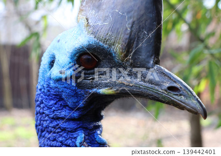 Majestic Cassowary Portrait in Natural Habitat for Wildlife Enthusiasts and Educational Use Majestic Cassowary Portrait in Natural Habitat for Wildlife Enthusiasts and Educational Use 139442401