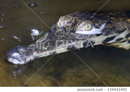 Close-Up of a Crocodile in Its Natural Habitat Wildlife Photography for Nature Enthusiasts Close-Up of a Crocodile in Its Natural Habitat Wildlife Photography for Nature Enthusiasts 139442405