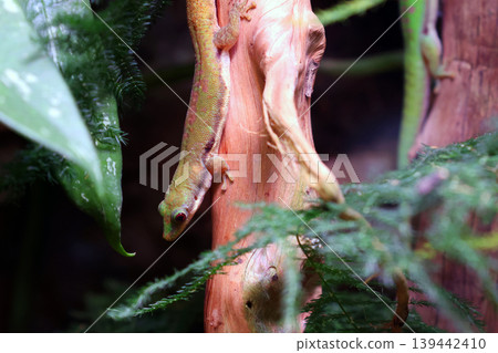 Vibrant Gecko Climbing Tropical Plants in Natural Habitat Close-Up Vibrant Gecko Climbing Tropical Plants in Natural Habitat Close-Up 139442410