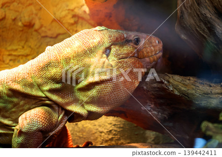 Close-Up of Giant Iguana in Natural Habitat for Wildlife and Nature Conservation Close-Up of Giant Iguana in Natural Habitat for Wildlife and Nature Conservation 139442411