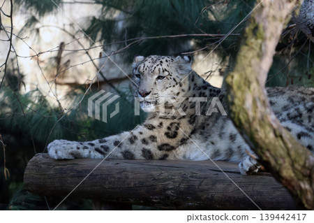 Majestic Snow Leopard Resting on Log in Natural Habitat for Wildlife Photography Majestic Snow Leopard Resting on Log in Natural Habitat for Wildlife Photography 139442417