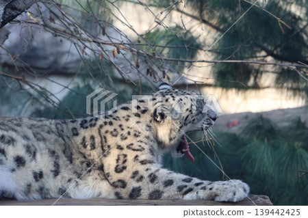 Snow Leopard Resting in Natural Habitat Highlighting Wildlife Conservation Efforts Snow Leopard Resting in Natural Habitat Highlighting Wildlife Conservation Efforts 139442425