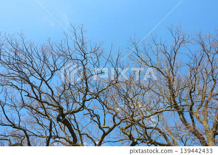 Bare branches of deciduous trees against a clear blue sky, showcasing intricate patterns of twigs and limbs in a natural outdoor setting Bare branches of deciduous trees against a clear blue sky, showcasing intricate patterns of twigs and limbs in a natural outdoor setting 139442433