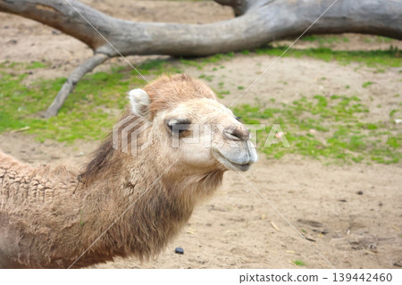 Bactrian camel with light brown fur stands in sandy area with green grass patches and a fallen tree trunk in the background 139442460