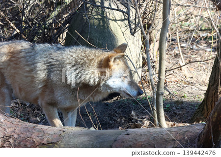 Coyote walking through a wooded area with sparse vegetation and fallen logs, showcasing its natural habitat in a forest environment Coyote walking through a wooded area with sparse vegetation and fallen logs, showcasing its natural habitat in a forest environment 139442476