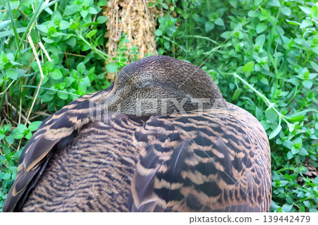 Close-up of a resting duck with brown and black patterned feathers nestled among green grass and foliage in a natural outdoor setting Close-up of a resting duck with brown and black patterned feathers nestled among green grass and foliage in a natural outdoor setting 139442479