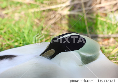 Close-up of a sleeping swan with distinctive black and white plumage resting on green grass in a natural outdoor setting Close-up of a sleeping swan with distinctive black and white plumage resting on green grass in a natural outdoor setting 139442481