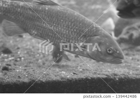 Underwater view of a fish swimming in a natural habitat, with sandy bottom and aquatic plants visible in the background 139442486
