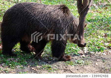 Brown bear walking through a forested area with green grass and fallen leaves, showcasing its thick fur and strong build in a natural habitat 139442488