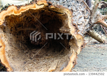 Hollowed tree trunk with exposed wood grain and texture, showcasing natural decay and intricate patterns in a forested outdoor setting 139442502
