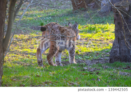 Wild Lynx Strolling Through Forest in Autumn Light Wild Lynx Strolling Through Forest in Autumn Light 139442505