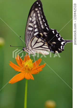 Swallowtail butterfly perching on a cosmos cosmos Swallowtail butterfly perching on a cosmos cosmos 139442510
