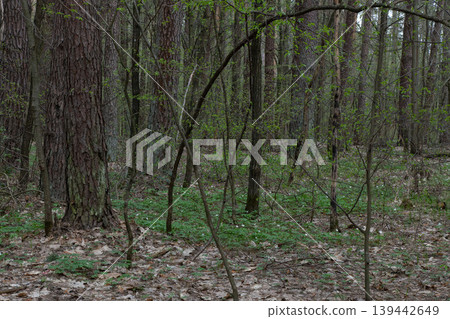 Forest floor with green plants and trees in spring. Forest floor with green plants and trees in spring. 139442649