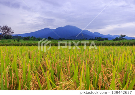 The natural beauty of the Indonesian mountains with beautiful tropical forests at sunrise The natural beauty of the Indonesian mountains with beautiful tropical forests at sunrise 139442657