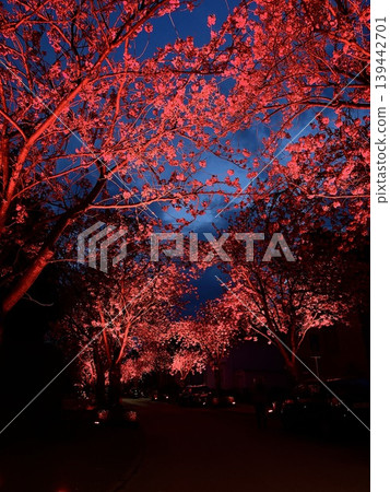 cherry blossom festival spring blossom tree pink cherry blossom festival spring blossom tree pink 139442701