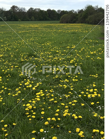 flower dandelion meadow lawn plant yellow green flower dandelion meadow lawn plant yellow green 139442706