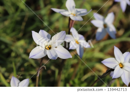 A tiny insect of the Nitidulidae family is covered in pollen, perched on the petals of a white Ipheion flower blooming in a spring field. A tiny insect of the Nitidulidae family is covered in pollen, perched on the petals of a white Ipheion flower blooming in a spring field. 139442713