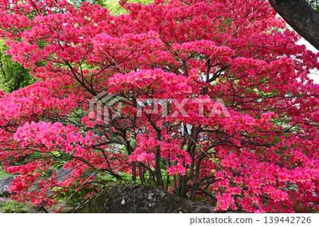 箱根強羅公園景色 箱根強羅公園景色 139442726