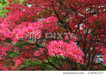 箱根強羅公園景色 139442727