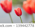pretty red tulip 139442778