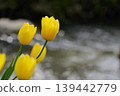Yellow tulips blooming by the river 139442779