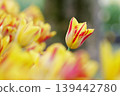 Yellow and red mottled tulips 139442780