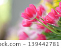Cute pink tulip 139442781