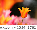 Lily-flowered orange tulips 139442782