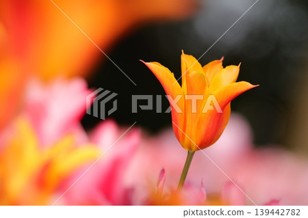 百合花狀的橙色鬱金香 139442782