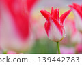 Red and white lily-flowered tulips on a rainy day 139442783