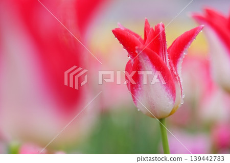 Red and white lily-flowered tulips on a rainy day 139442783