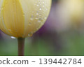 Pale yellow tulips covered in water droplets 139442784