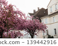 Spring flowers sakura garden background pink nature 139442916