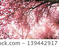 Spring flowers sakura garden background pink nature 139442917