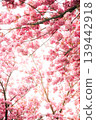Spring flowers sakura garden background pink nature 139442918