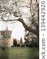 Spring flowers cherry garden background white nature 139442920