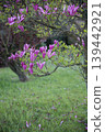 Spring flowers purple green garden background nature 139442921