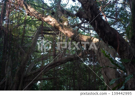 Eucalyptus 139442995