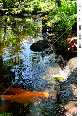 Koi fish swimming in the pond at the Japanese garden Koi fish swimming in the pond at the Japanese garden 139443052