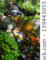 Koi fish swimming in the pond at the Japanese garden 139443055
