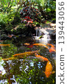 Koi fish swimming in the pond at the Japanese garden 139443056