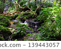 Waterfall in the Japanese garden with green plants 139443057