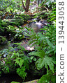 Waterfall in the Japanese garden with green plants 139443058