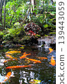 Koi fish swimming in the pond at the Japanese garden 139443059
