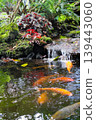 Koi fish swimming in the pond at the Japanese garden 139443060
