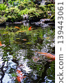 Koi fish swimming in the pond at the Japanese garden 139443061