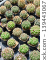 Cactuses in a pot at the nursery. 139443067