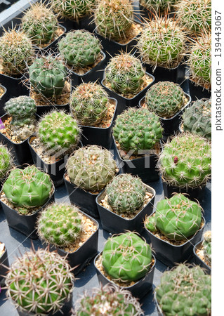 Cactuses in a pot at the nursery. Cactuses in a pot at the nursery. 139443067