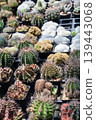 Cactuses in a pot at the nursery. 139443068
